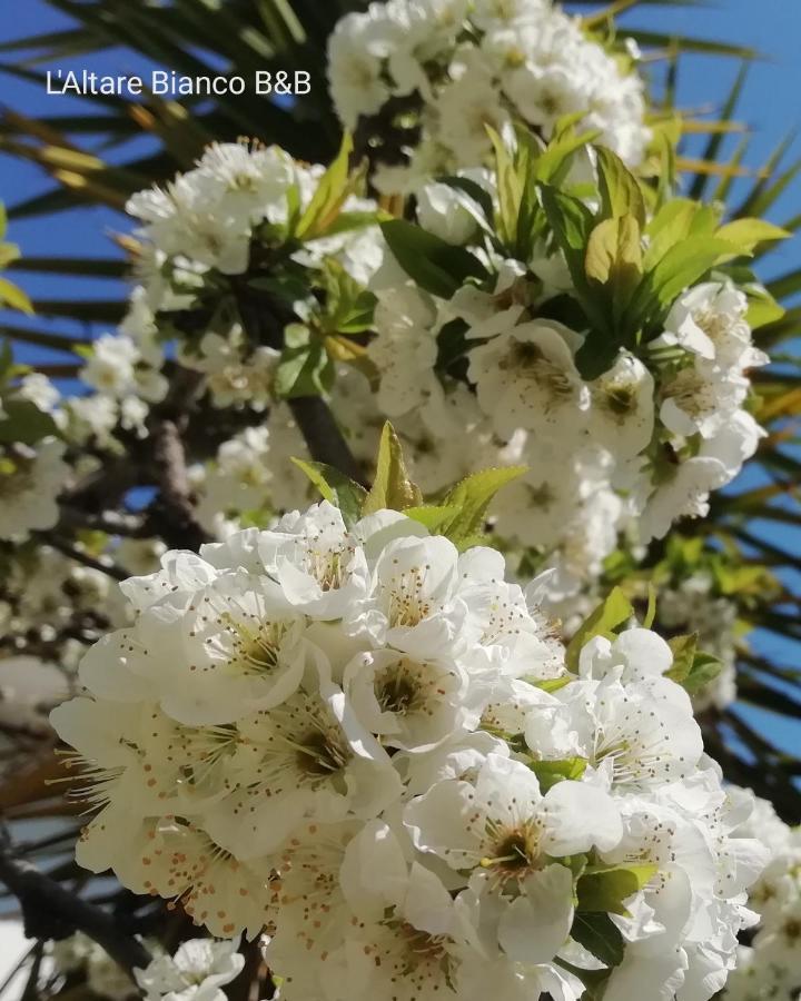 B&B L'Altare Bianco ヴィエステ エクステリア 写真