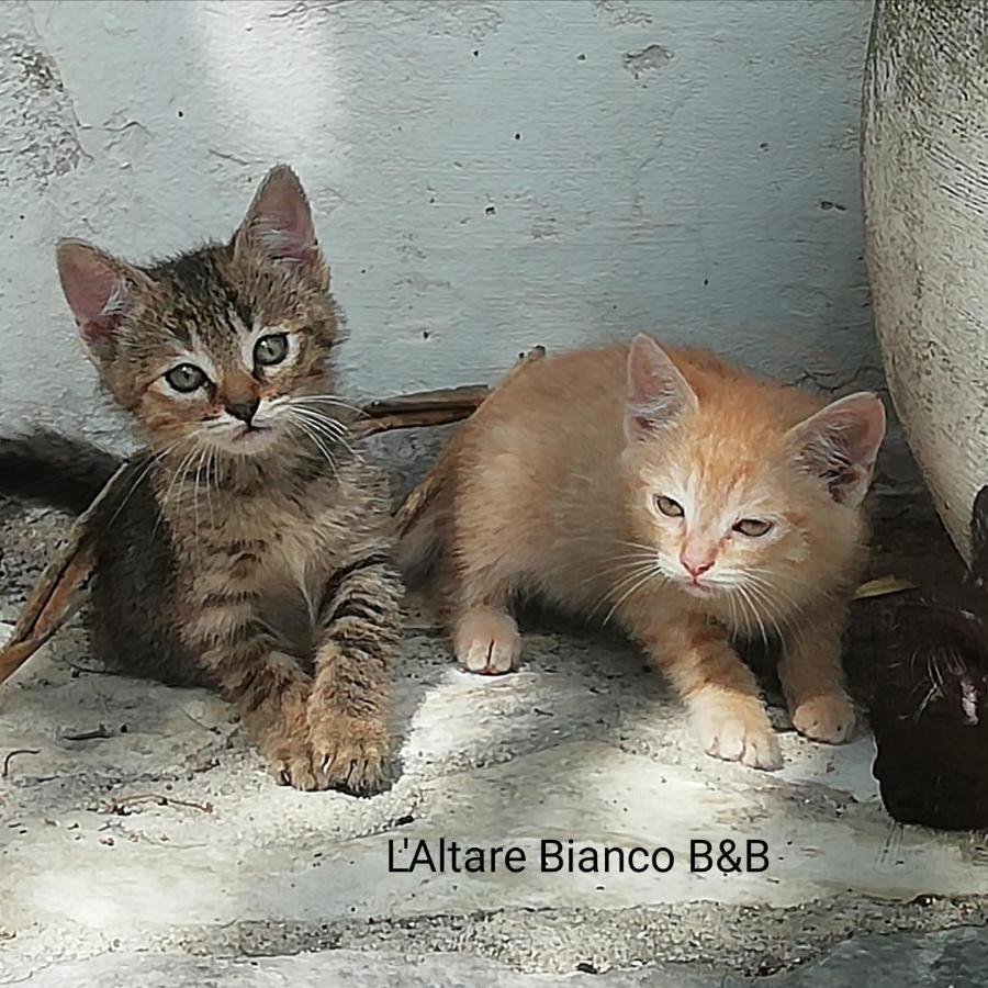 B&B L'Altare Bianco ヴィエステ エクステリア 写真